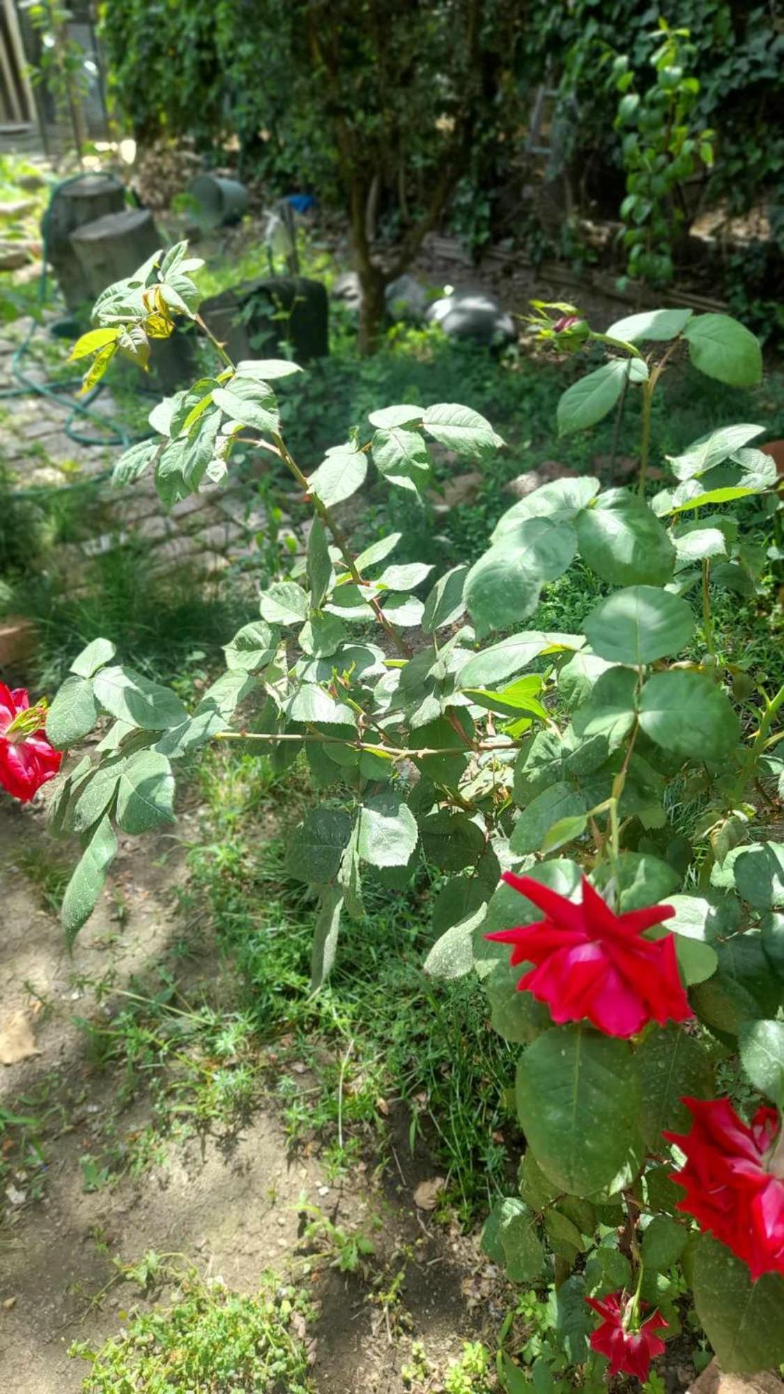 Gardens In Vake, Tbilisi Hotel Exterior foto